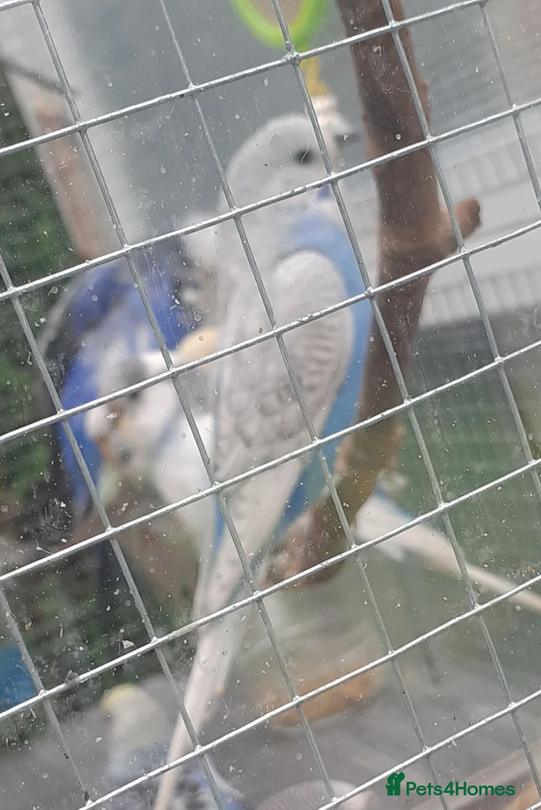 Budgerigars birds for sale: Baby budgies just ready to leave - Advert 2