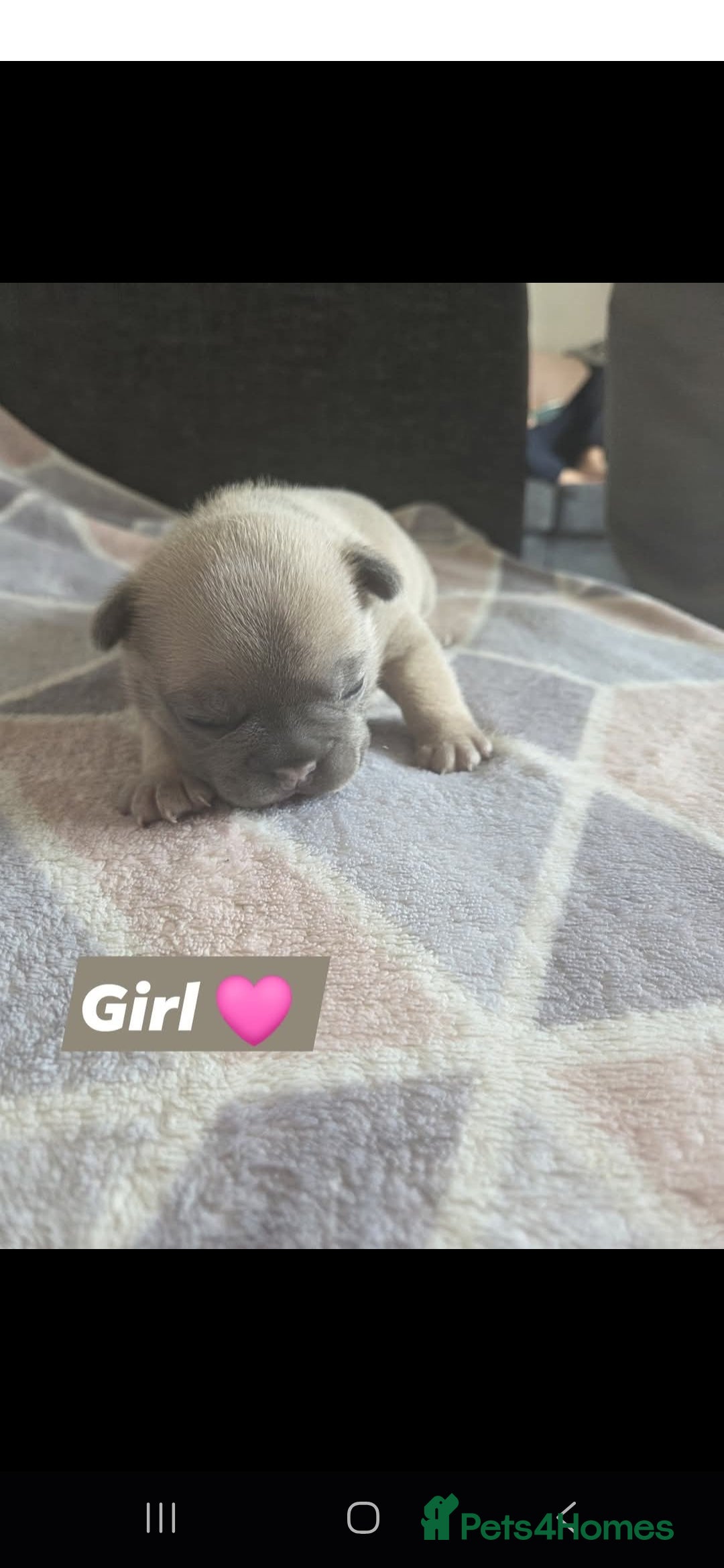 French Bulldog dogs for sale: 4 french bulldog pups - Image 11