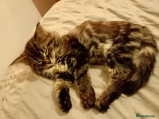 Mixed Breed cats READY TO GO little half Maine Coon kittens - Advert 3