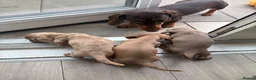 Dachshund dogs for sale: 1 Isabella boy & 1 fawn girl for sale  - Advert 11