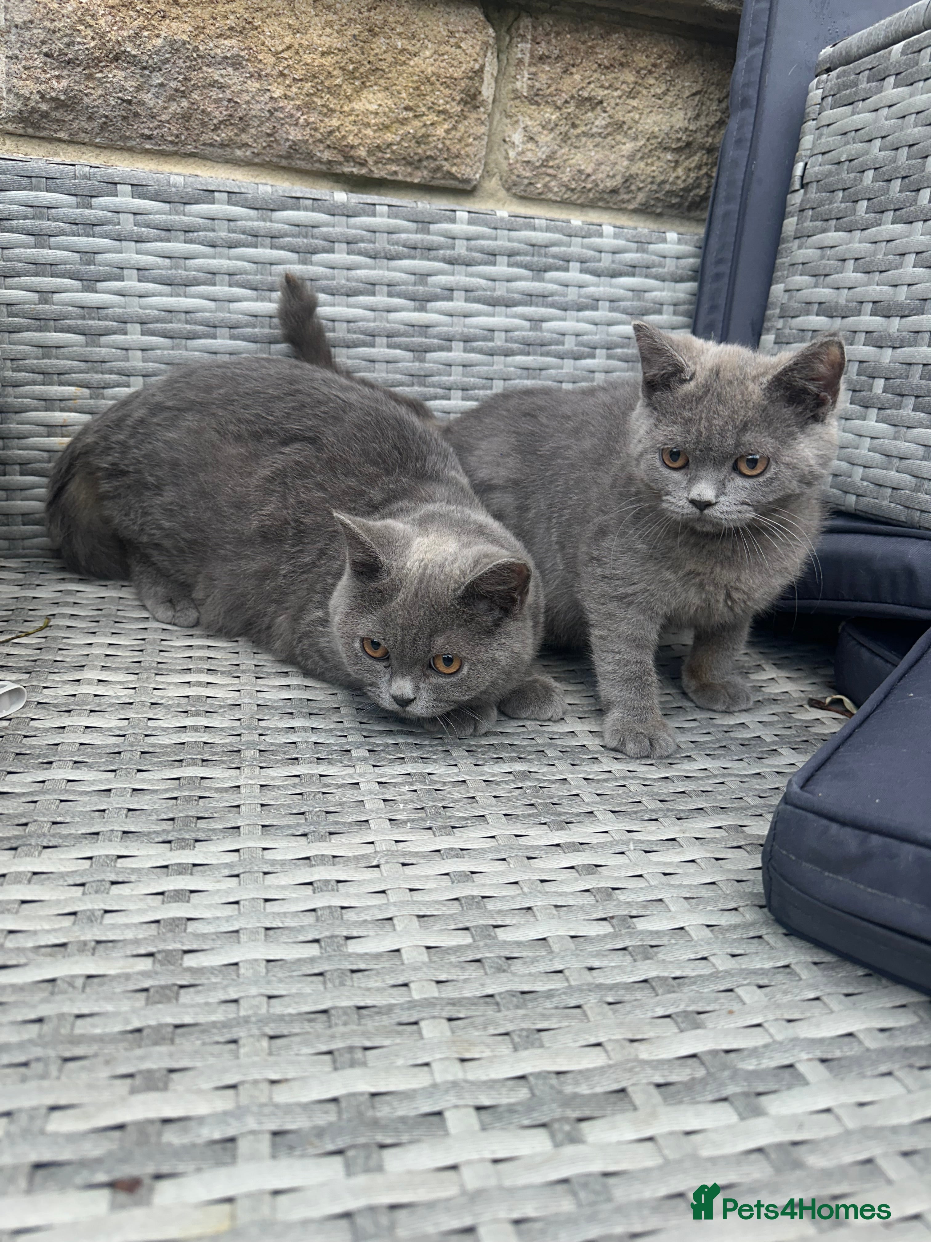 British Shorthair cats OUTSTANDING BRITISH SHORTHAIR KITTENS 🐈‍⬛ 🐾  - Advert 2