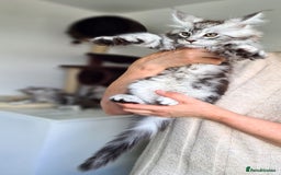 Maine Coon cats for sale: PEDIGREE MAINE COON KITTENS 5 BOYS - Image 14