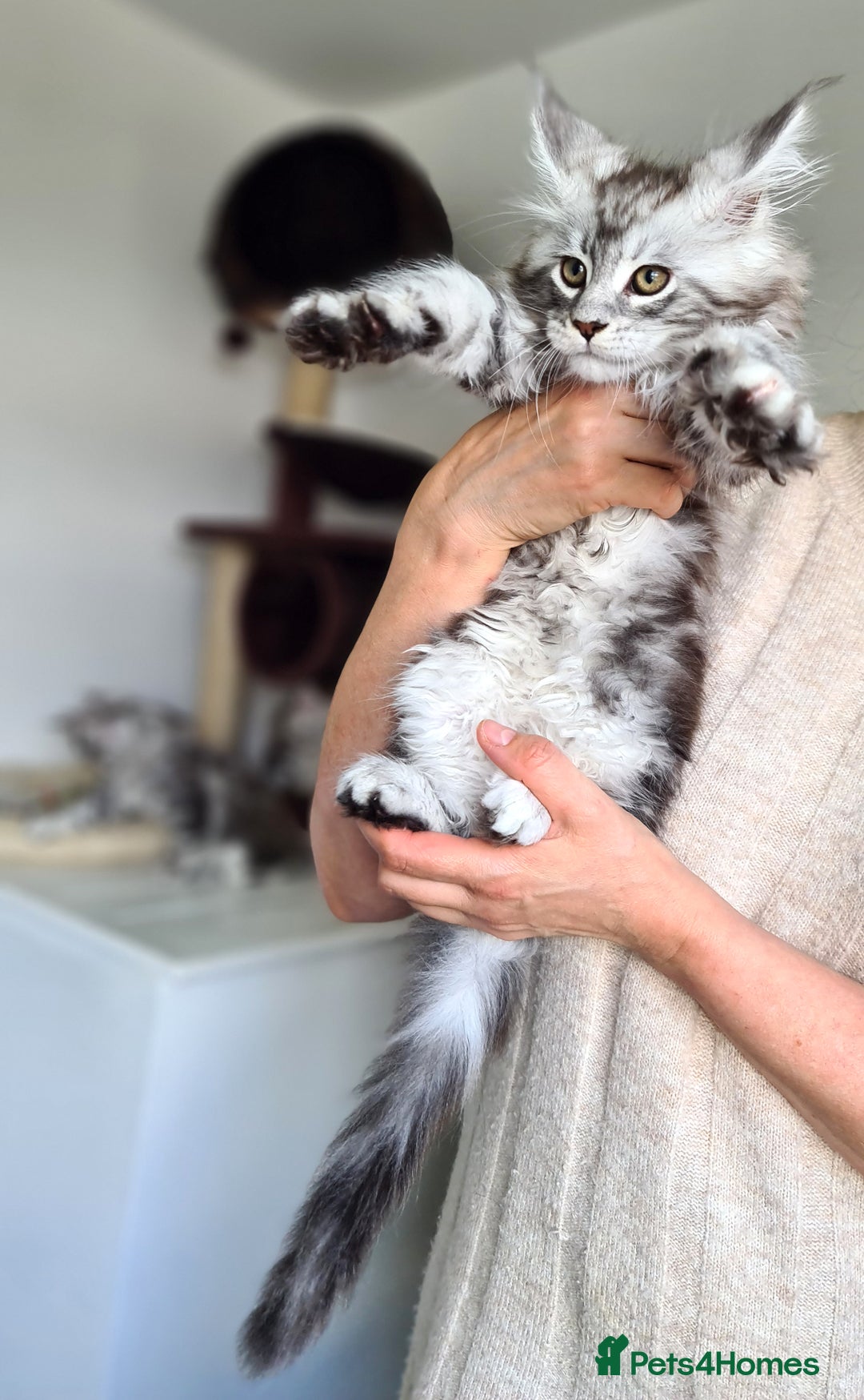 Maine Coon cats for sale: PEDIGREE MAINE COON KITTENS 5 BOYS - Image 14