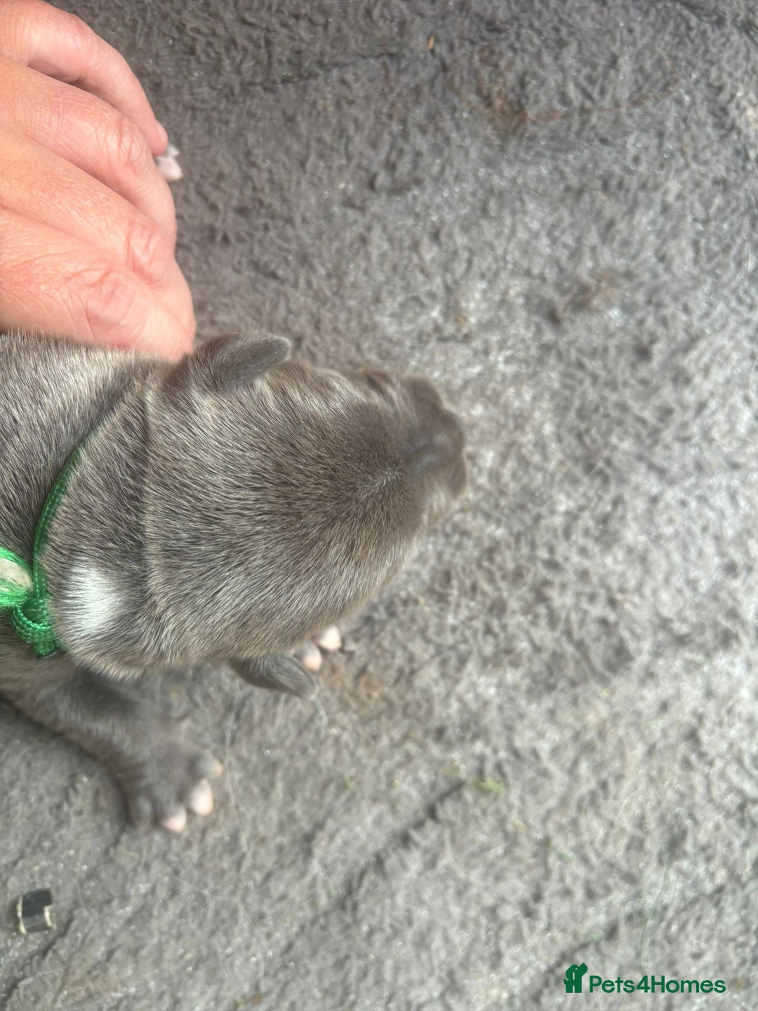 Staffordshire Bull Terrier dogs for sale: 6 kc registered blue staffys for sale :) - Image 11