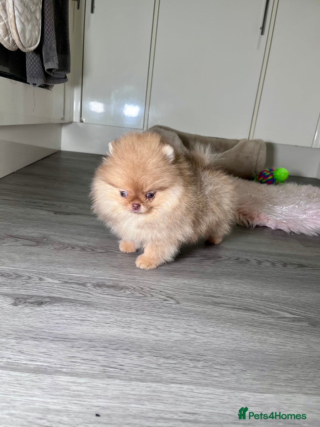 Pomeranian dogs for sale: 🐻Green eyed👁️Top Quality🔥 - Advert 9