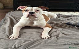 Mixed Breed dogs for sale: Bull Pei puppies - Advert 1