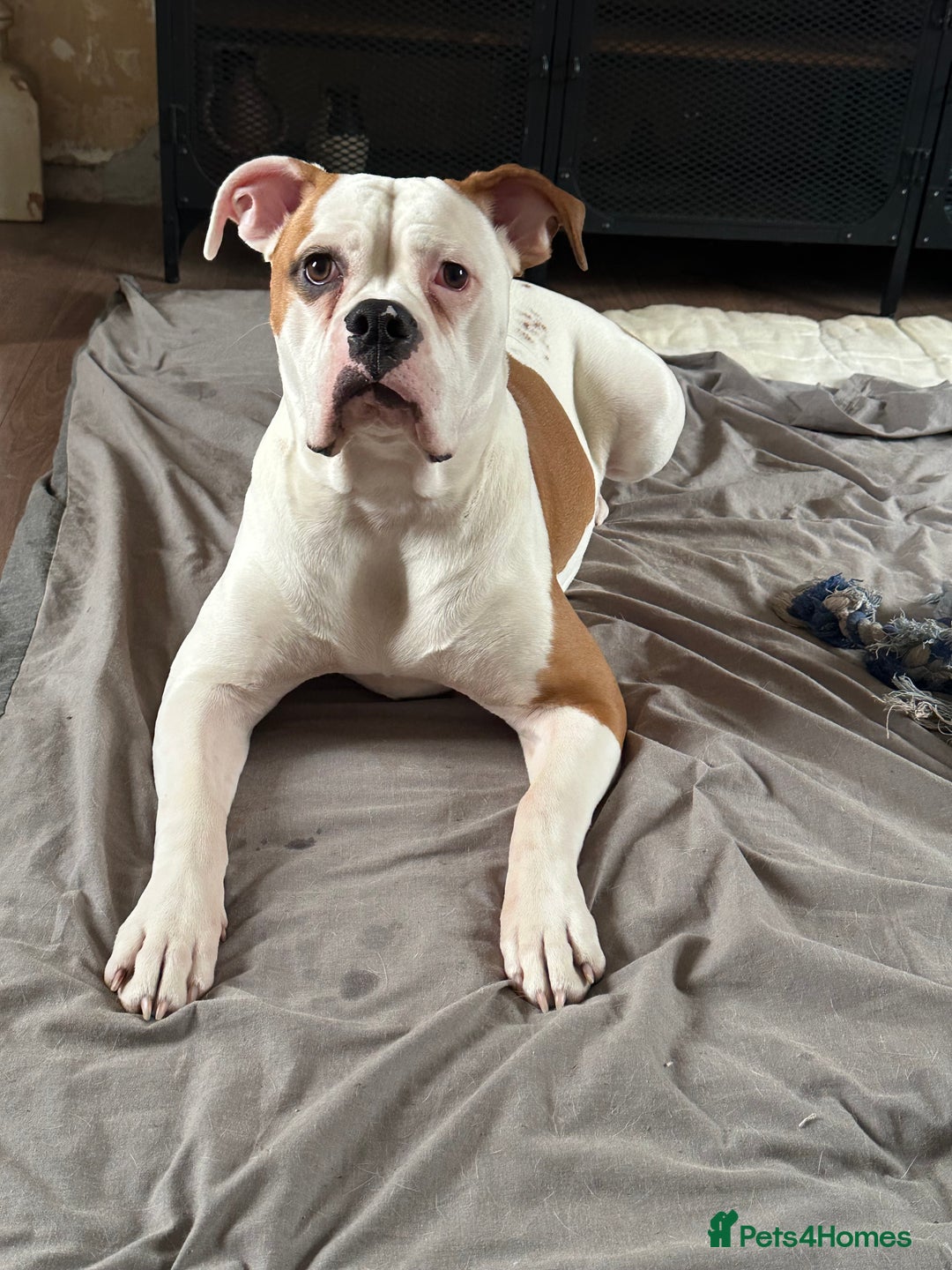 Mixed Breed dogs for sale: Bull Pei puppies - Advert 1