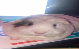 Guinea Pig rodents for sale: Two Bonded Piggies Looking for a New Family - Image 1