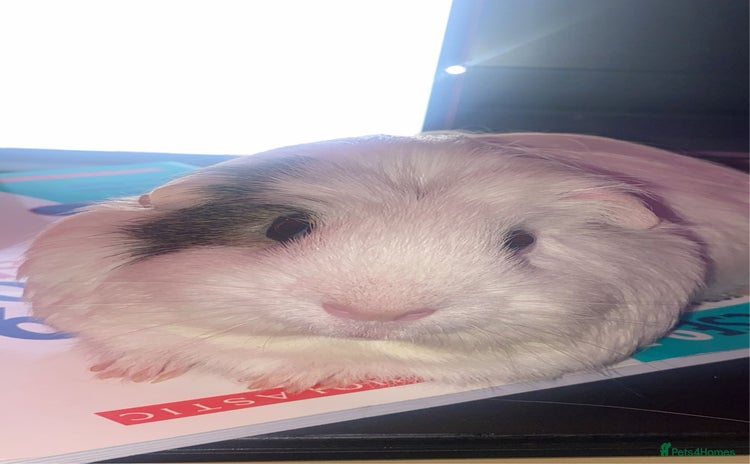 Guinea Pig rodents - Advert 11