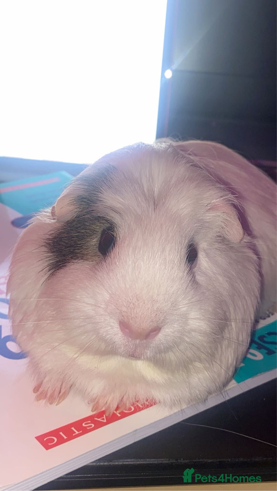 Guinea Pig rodents for sale: Two Bonded Piggies Looking for a New Family - Image 1