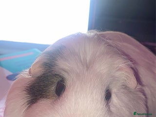 Guinea Pig rodents - Advert 29