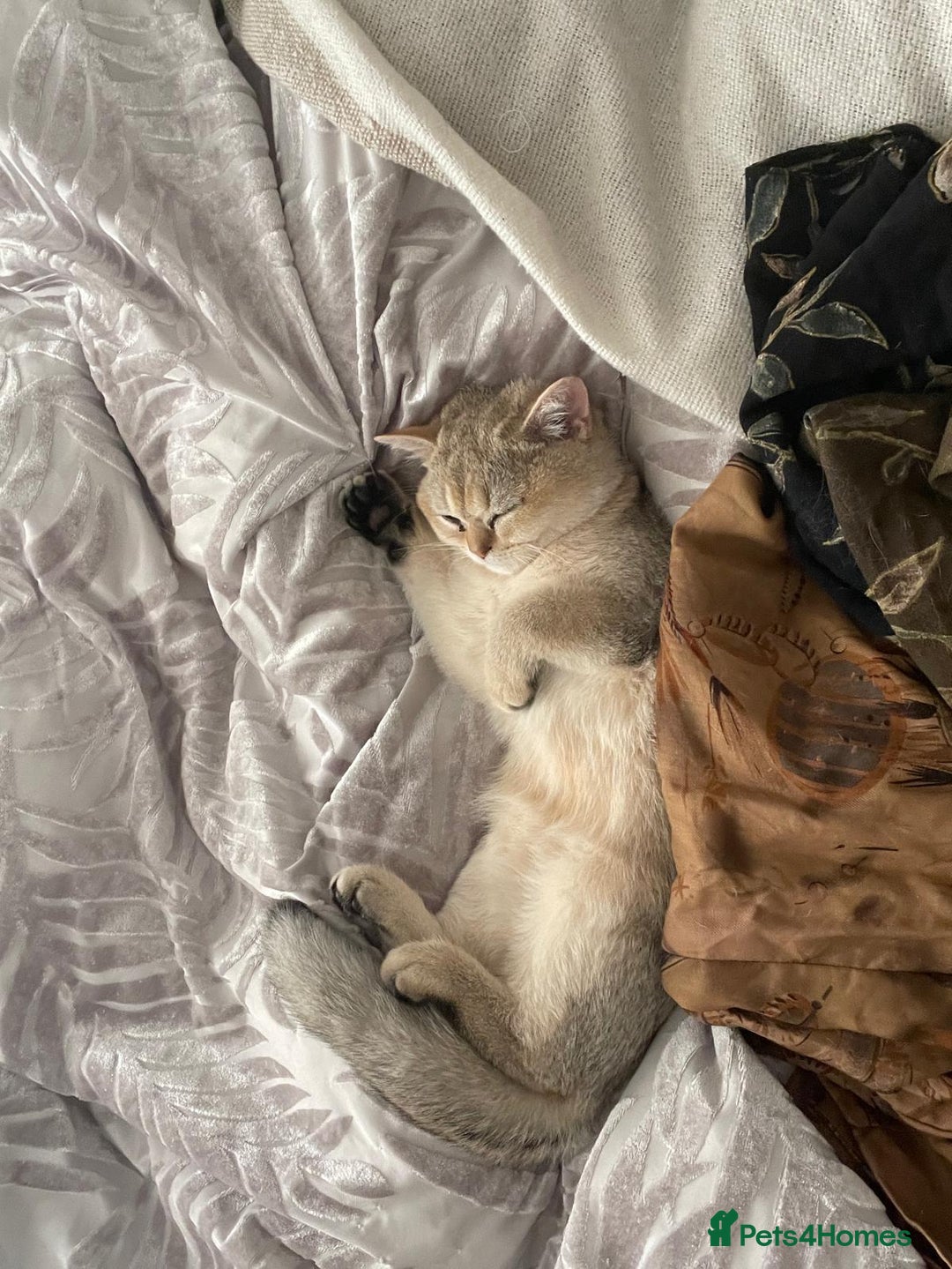 British Shorthair cats for sale: Caring, loving Pure BSH Golden Boy Available  - Image 3