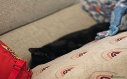 American Shorthair cats for sale: Black/tabby male kitten  - Advert 2