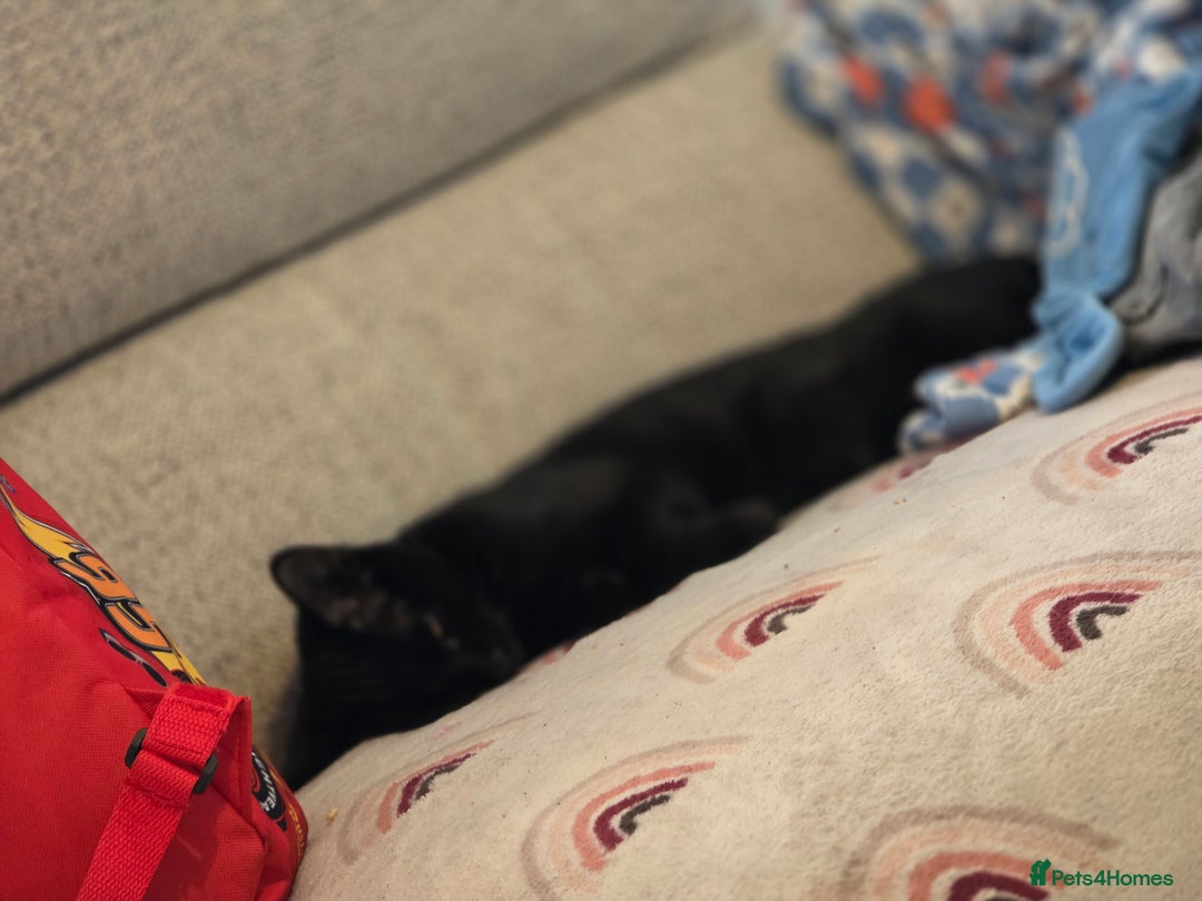 American Shorthair cats for sale: Black/tabby male kitten  - Advert 2