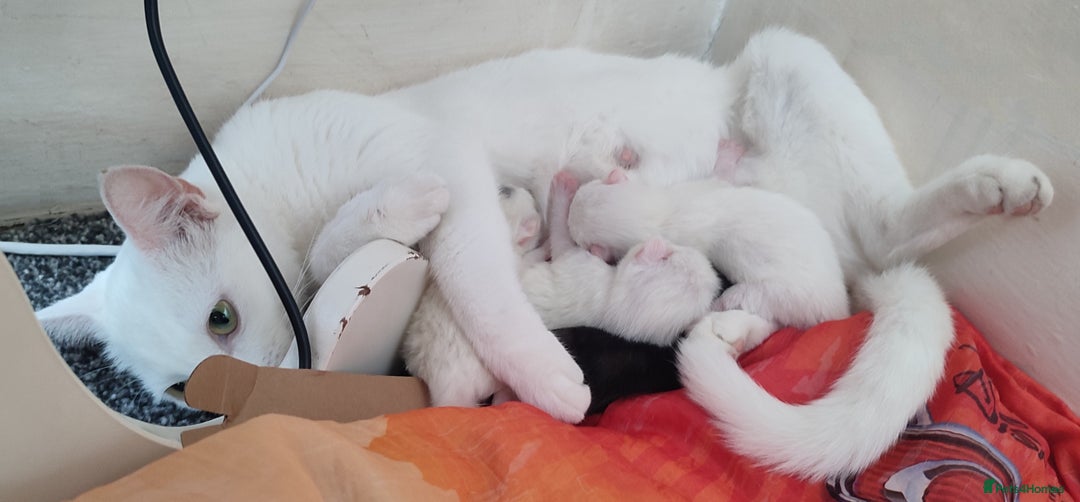 Siberian cats for sale: 4 kittens for sale 💘💖 - Image 11