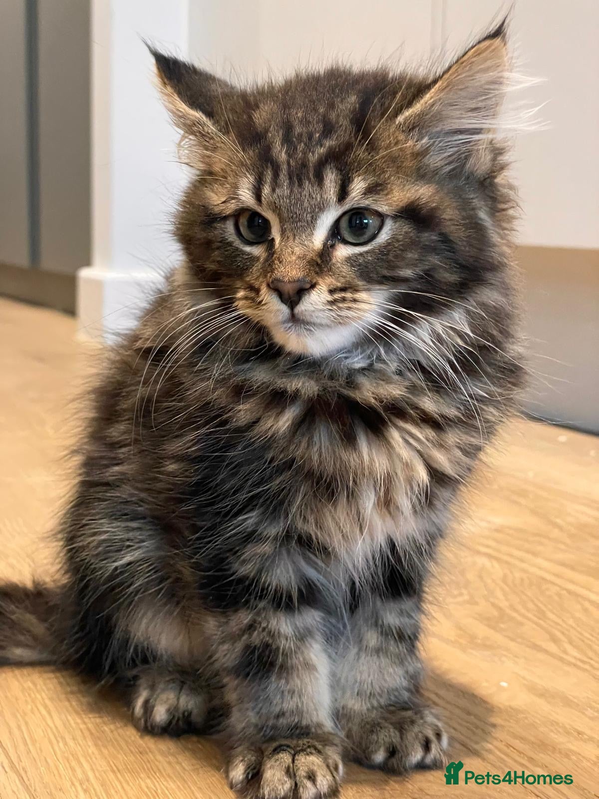 Maine Coon cats 4 Maine Coon kittens -friendly, cuddly, ready may - Advert 3