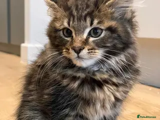 Maine Coon cats 4 Maine Coon kittens -friendly, cuddly, ready may - Advert 3