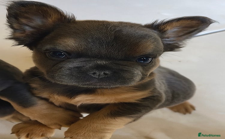 French Bulldog dogs - Advert 2