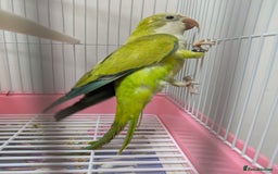 Parakeets birds for sale: Males and females DNA tested Quaker parrots babies - Image 8