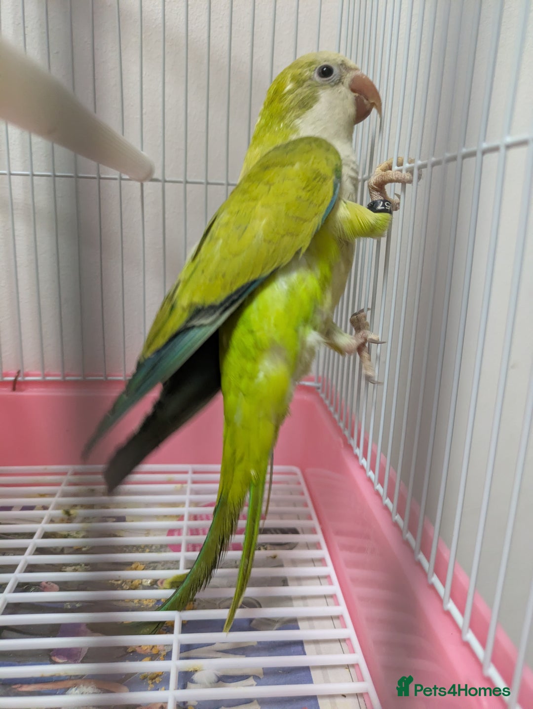 Parakeets birds for sale: Males and females DNA tested Quaker parrots babies - Image 8