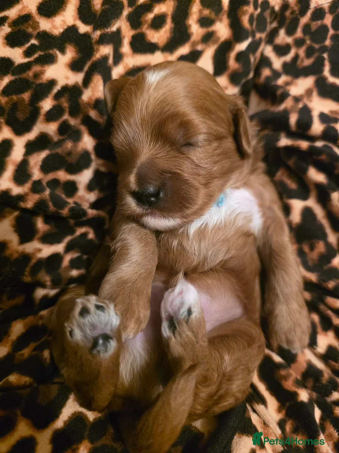 Cavapoo dogs for sale: Small F2 Cavapoo Puppies – Family Raised - Advert 30