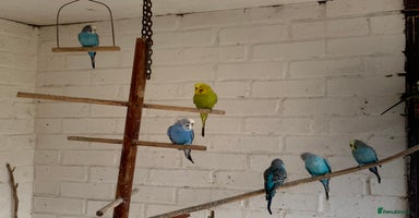 Budgerigars birds - Advert 15