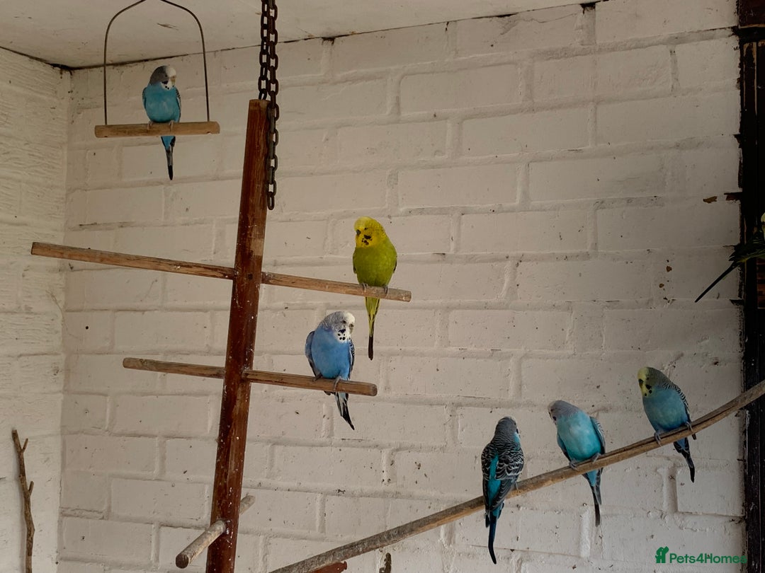 Budgerigars birds for sale: budgies - Image 3