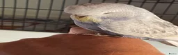 Budgerigars birds for sale: Tame baby budgies - Advert 13