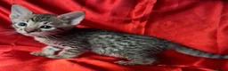 Savannah cats for sale: Super spotty Savannah kittens - Advert 16