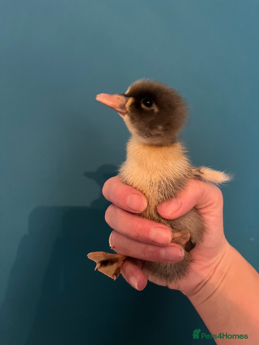 Ducks poultry for sale: Indian runner ducklings - Image 14