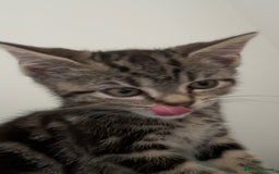 Mixed Breed cats for sale: cute kitten fast rehoming  (free) - Image 3