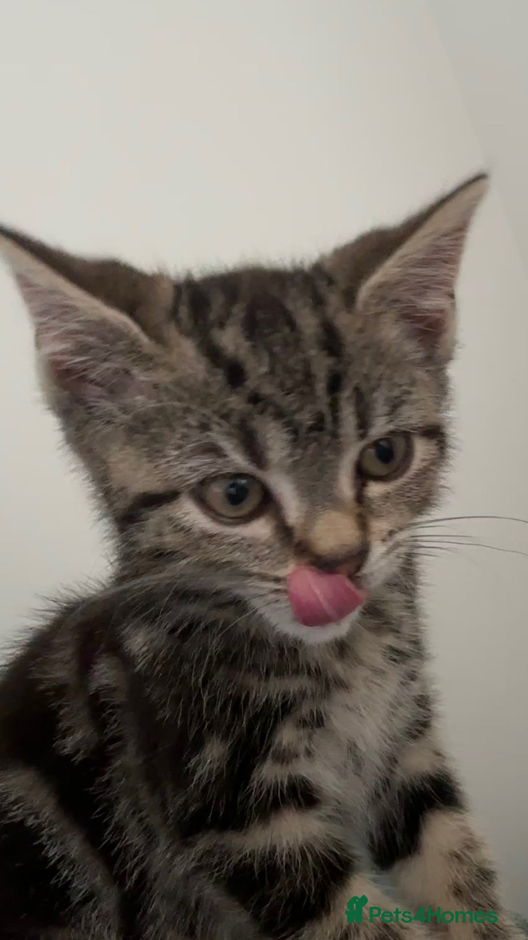 Mixed Breed cats for sale: cute kitten fast rehoming  (free) - Image 3