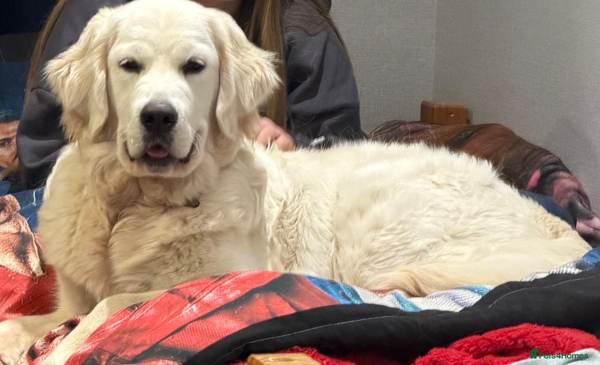 Golden Retriever dogs KC reg fully health tested 1 year old female  - Advert 1