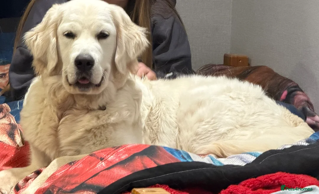 Golden Retriever dogs for sale: KC reg fully health tested 1 year old female  - Advert 1