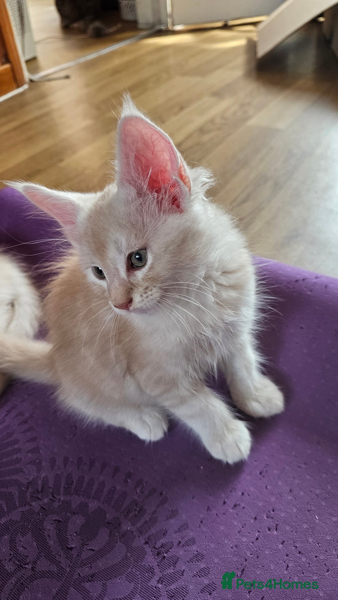 Maine Coon cats for sale: LARGE BREED Maine Coon cross  - Image 9