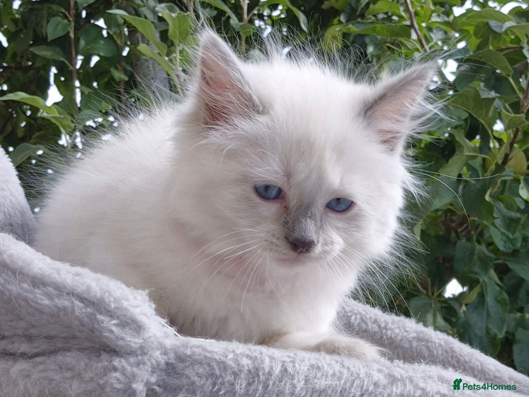 Ragdoll cats 💙 Blue Point Ragdolls 💙 - Advert 2