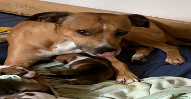 Staffordshire Bull Terrier dogs - Advert 15