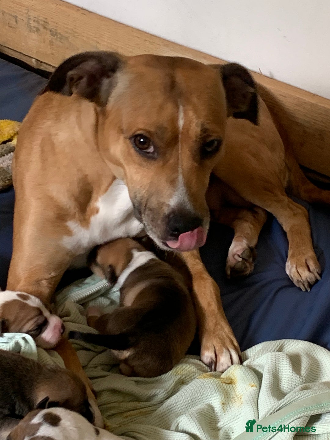 Staffordshire Bull Terrier dogs for sale: Staffordshire Bull Terrier puppies  - Image 7