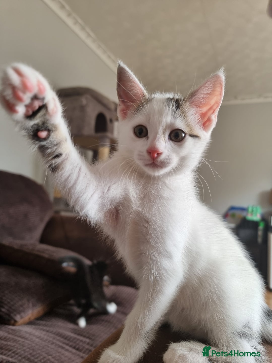 Bengal cats for sale: Bengal cross kittens  - Image 3