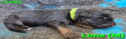 German Shepherd dogs for sale: 2 healthy straight back KC registered male GSP's  - Advert 32