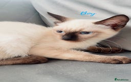 Ragdoll cats for sale: 💙Beautiful Ragdoll Kittens – Ready Now – £700 - Image 1