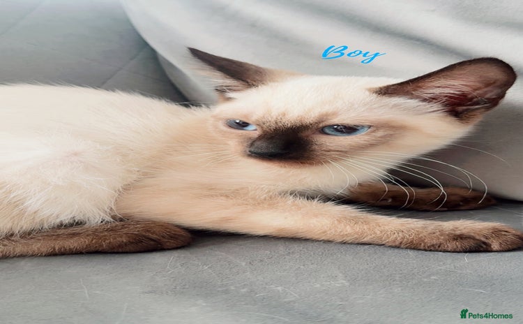 Ragdoll cats - Advert 1
