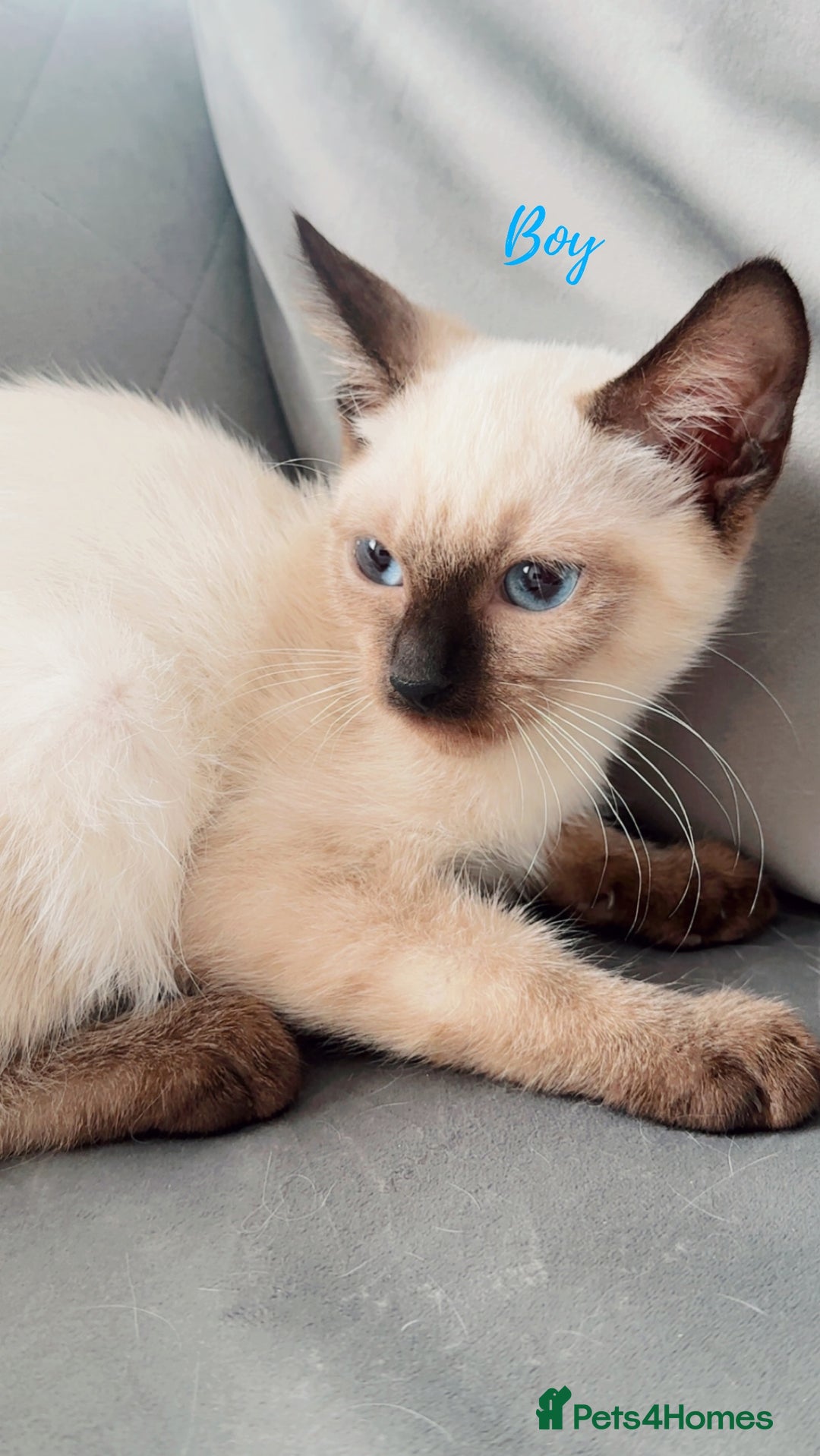 Ragdoll cats for sale: 💙Beautiful Ragdoll Kittens – Ready Now – £700 - Image 1