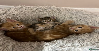 Mixed Breed cats - Advert 9