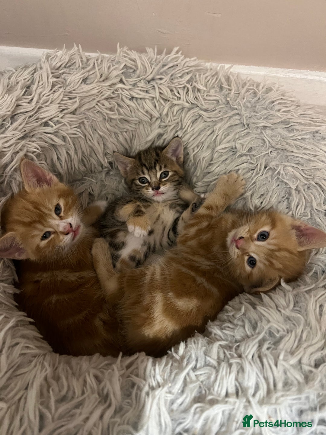 Mixed Breed cats for sale:  Beautiful Kittens for Sale – 2 Boys & 2 Girls 🐾 - Image 2