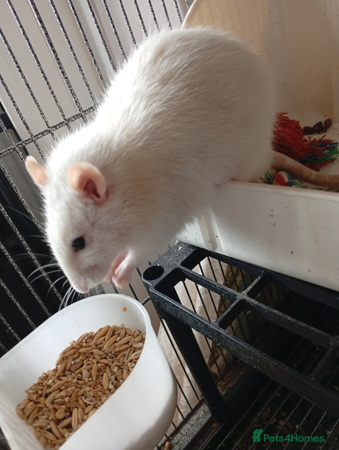 Ringnecks birds for sale: Male rats white and white and brown  - Image 10