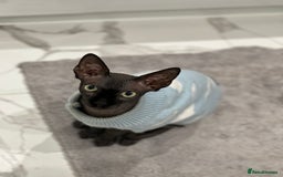 Sphynx cats for sale: Ratty - Grey Male Canadian Sphynx Cat 4 years old  - Image 2