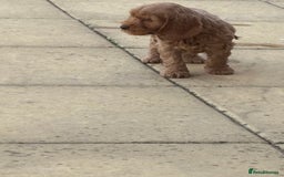 Cockapoo dogs for sale: *READY NOW* Red Fox Cockapoo puppies for sale  - Image 4