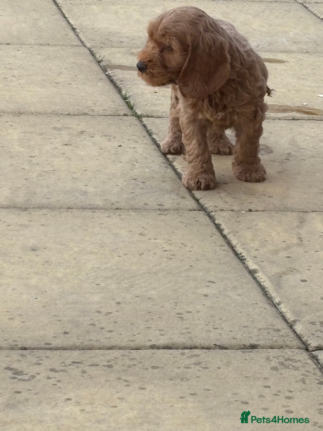 Cockapoo dogs for sale: *READY NOW* Red Fox Cockapoo puppies for sale  - Image 4