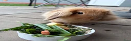 Mini Lop rabbits for sale: Gorgeous mini lion head lop  in Norwich - Advert 5